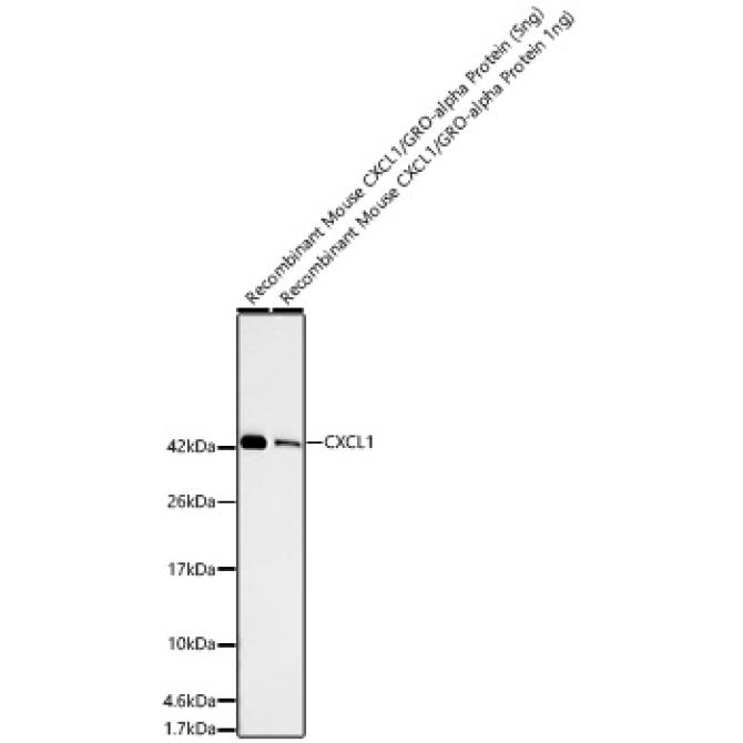 CXCL1 Rabbit Monoclonal Antibody
