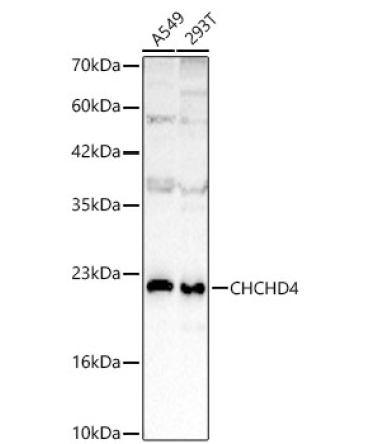 CHCHD4 Rabbit Polyclonal Antibody