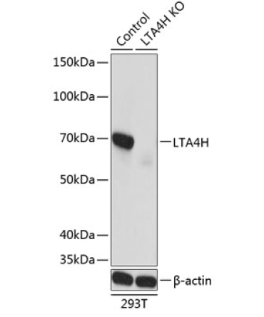 LTA4H Rabbit Polyclonal Antibody