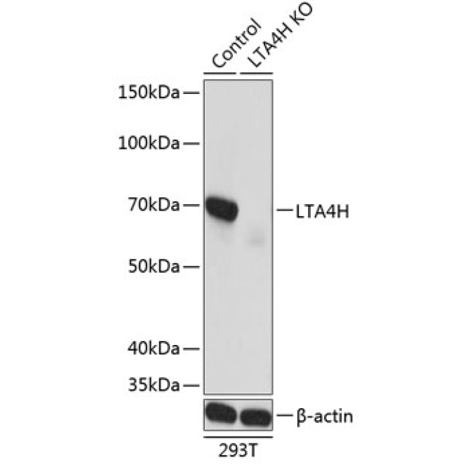 LTA4H Rabbit Polyclonal Antibody
