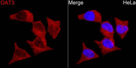 OAT3 Rabbit Polyclonal Antibody