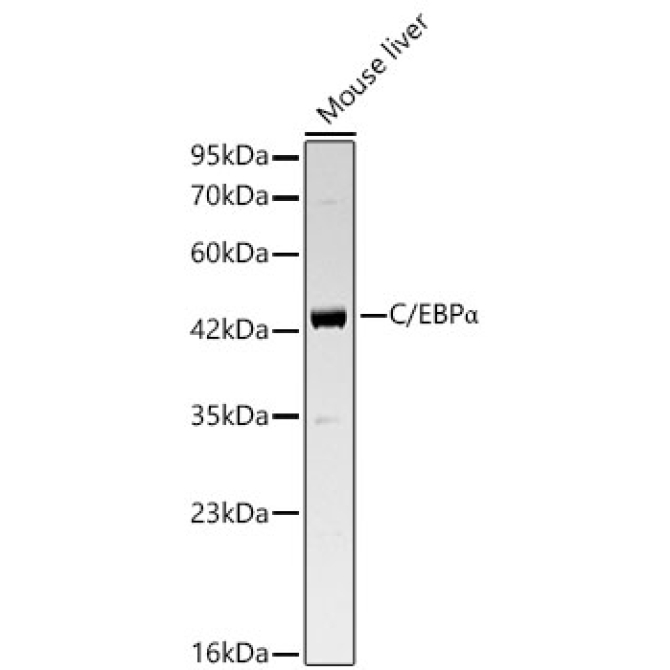 C/EBPAlpha Rabbit Polyclonal Antibody