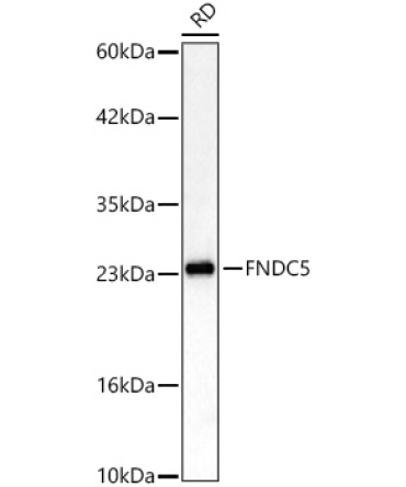 FNDC5 Rabbit Polyclonal Antibody