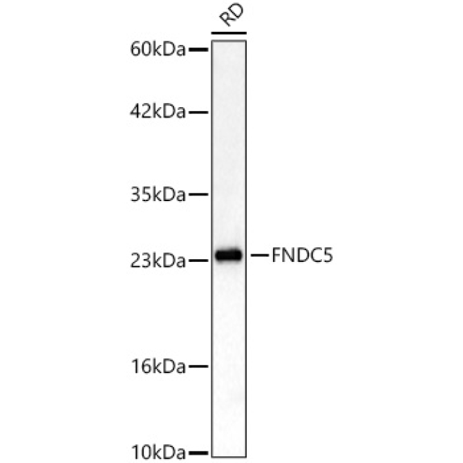 FNDC5 Rabbit Polyclonal Antibody