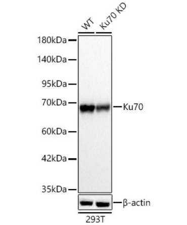 Ku70 Rabbit Polyclonal Antibody [KD Validated]