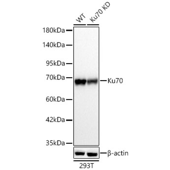 Ku70 Rabbit Polyclonal Antibody [KD Validated]