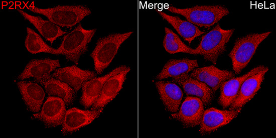 P2RX4 Rabbit Polyclonal Antibody