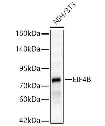EIF4B Rabbit Polyclonal Antibody [KD Validated]