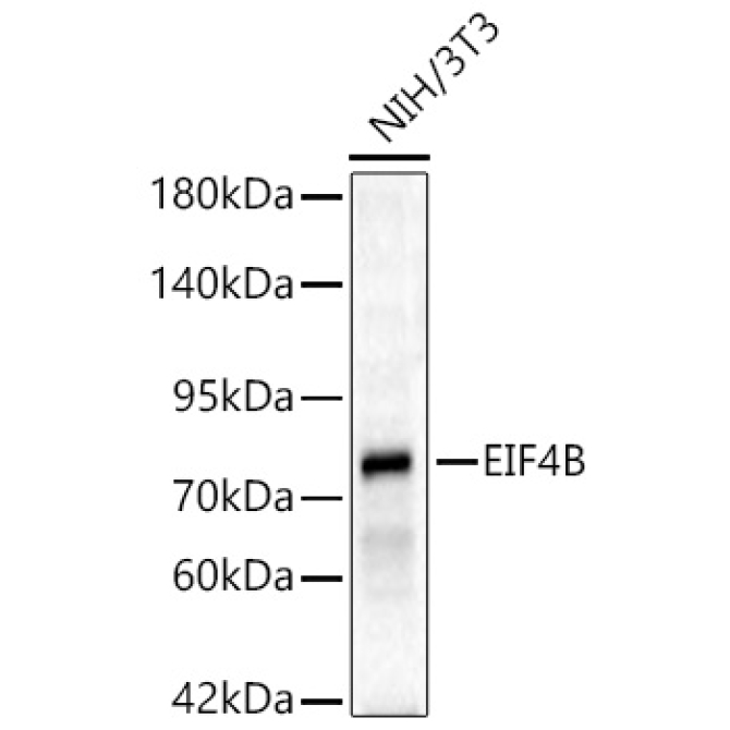 EIF4B Rabbit Polyclonal Antibody [KD Validated]