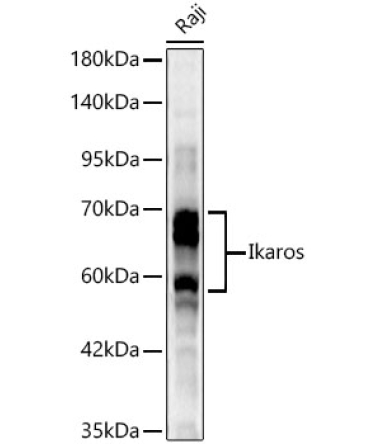 Ikaros Rabbit Polyclonal Antibody