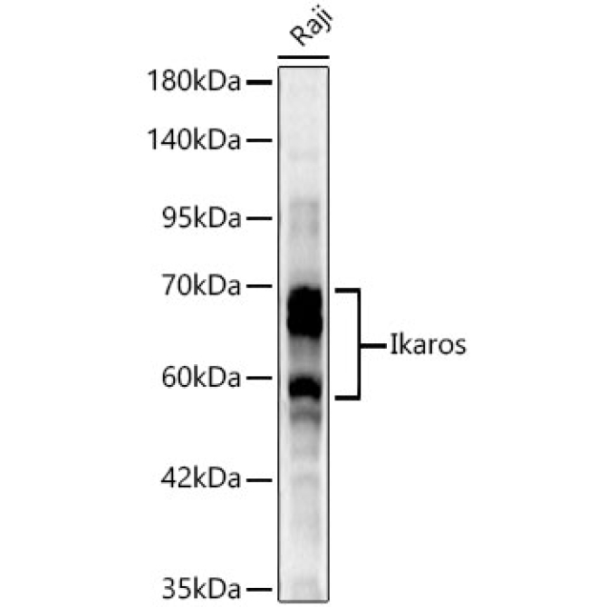Ikaros Rabbit Polyclonal Antibody