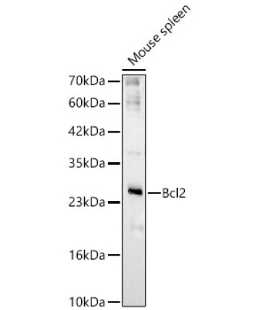 Bcl-2 Rabbit Polyclonal Antibody