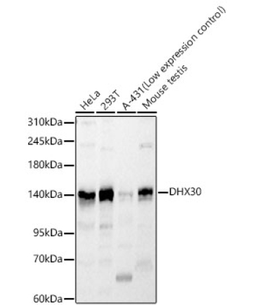 DHX30 Rabbit Polyclonal Antibody