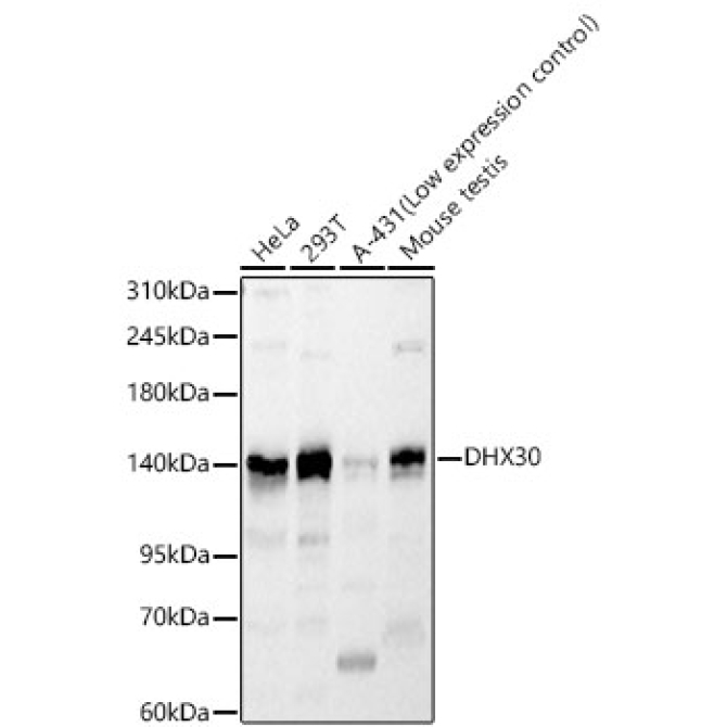 DHX30 Rabbit Polyclonal Antibody