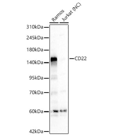 CD22 Rabbit Polyclonal Antibody