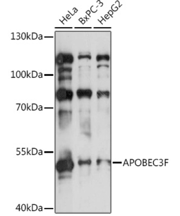 APOBEC3F Rabbit Polyclonal Antibody