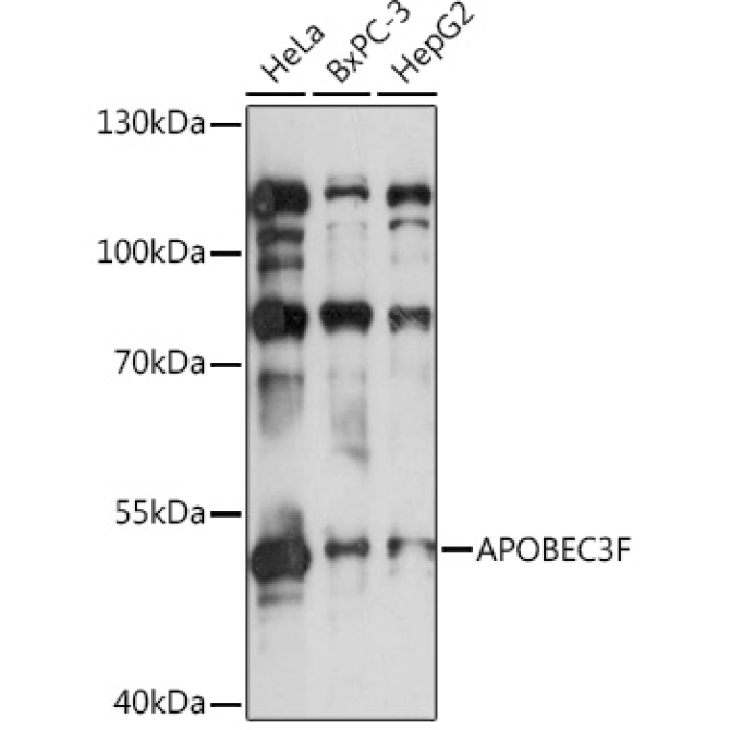 APOBEC3F Rabbit Polyclonal Antibody