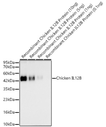 Chicken IL12B Rabbit Polyclonal Antibody