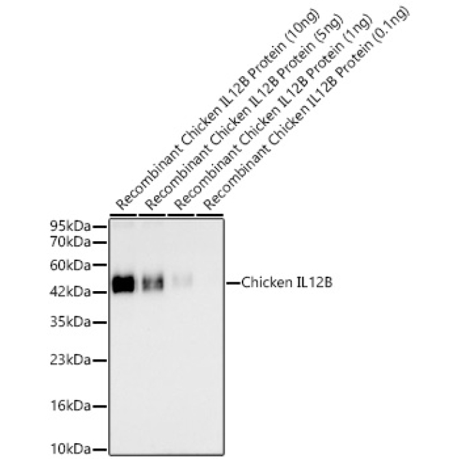 Chicken IL12B Rabbit Polyclonal Antibody