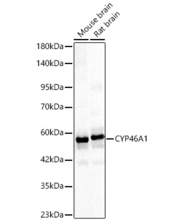CYP46A1 Rabbit Polyclonal Antibody