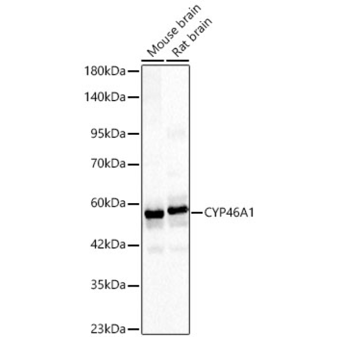 CYP46A1 Rabbit Polyclonal Antibody