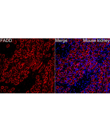 FADD Rabbit Polyclonal Antibody