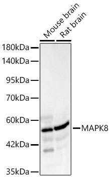 MAPK8 Rabbit Polyclonal Antibody