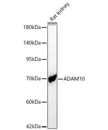 ADAM10 Rabbit Polyclonal Antibody