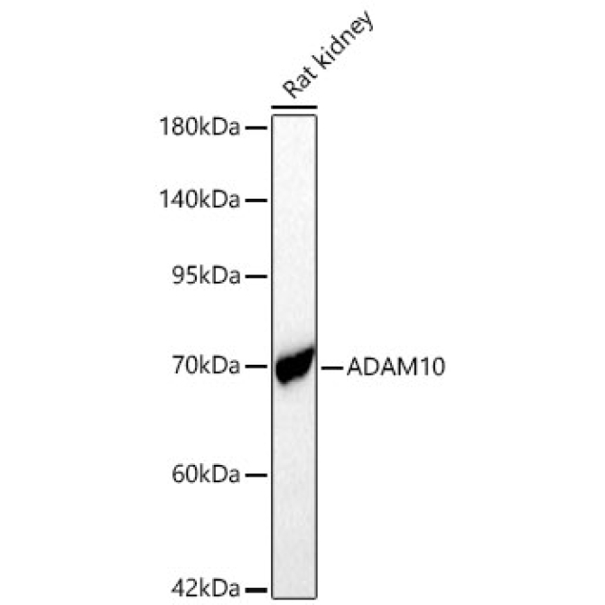 ADAM10 Rabbit Polyclonal Antibody
