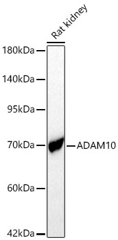 ADAM10 Rabbit Polyclonal Antibody