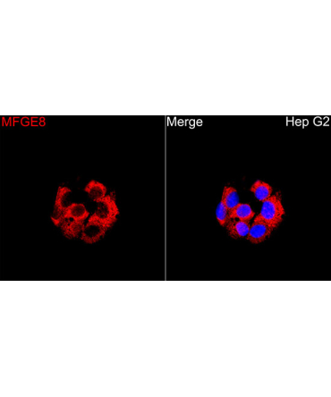 MFGE8 Rabbit Polyclonal Antibody