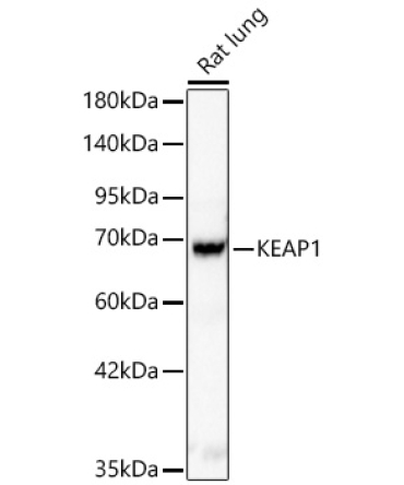 KEAP1 Rabbit Polyclonal Antibody