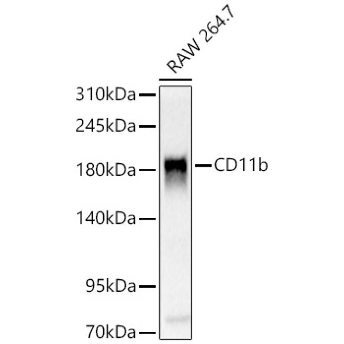 CD11b Rabbit Polyclonal Antibody