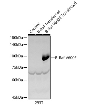 B-Raf V600E Rabbit Polyclonal Antibody