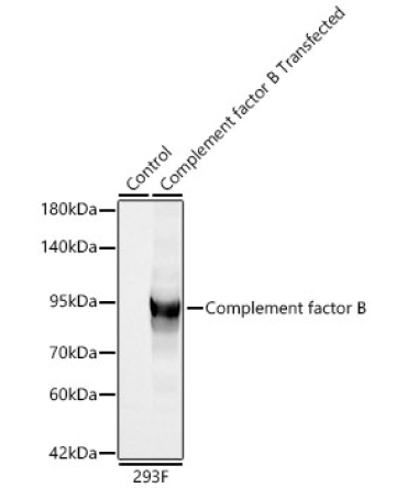 Complement factor B Rabbit Polyclonal Antibody