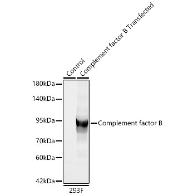 Complement factor B Rabbit Polyclonal Antibody