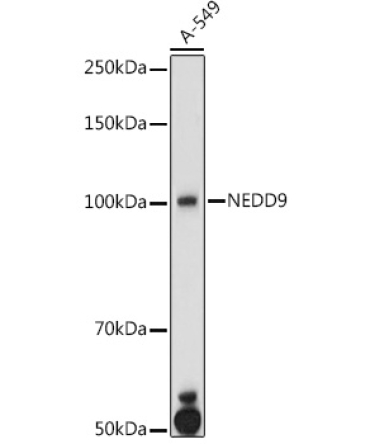 NEDD9 Rabbit Polyclonal Antibody