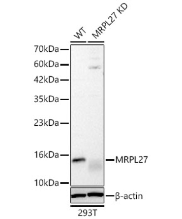 MRPL27 Rabbit Polyclonal Antibody [KD Validated]
