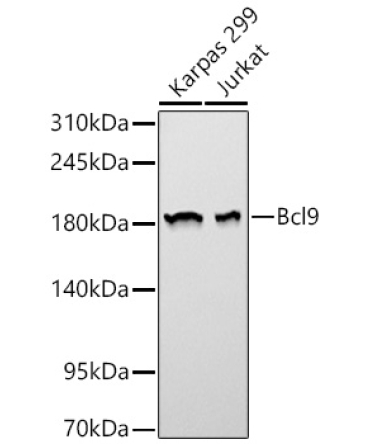 Bcl9 Rabbit Polyclonal Antibody [KD Validated]