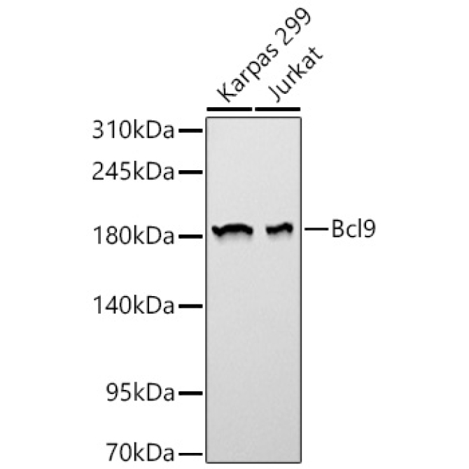 Bcl9 Rabbit Polyclonal Antibody [KD Validated]