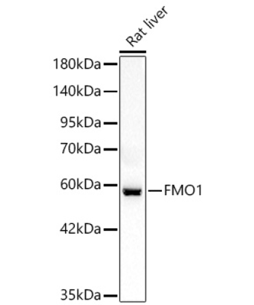 FMO1 Rabbit Polyclonal Antibody