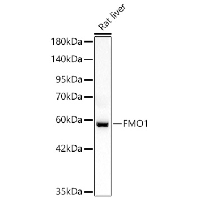 FMO1 Rabbit Polyclonal Antibody