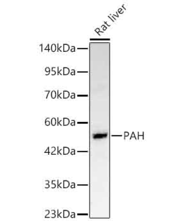 PAH Rabbit Polyclonal Antibody