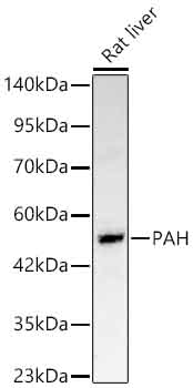 PAH Rabbit Polyclonal Antibody