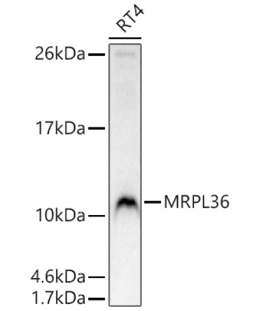 MRPL36 Rabbit Polyclonal Antibody