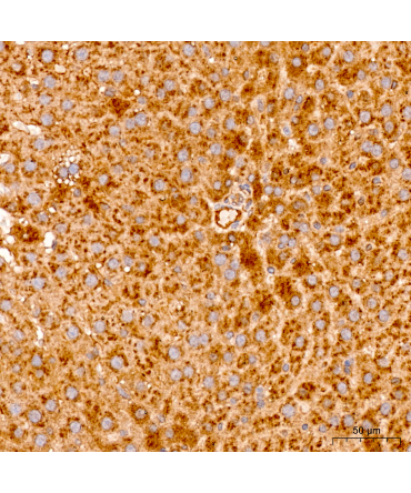 MRPL19 Rabbit Polyclonal Antibody