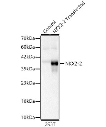NKX2-2 Rabbit Polyclonal Antibody