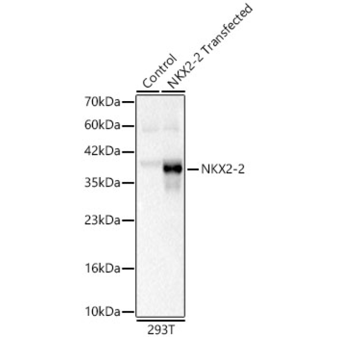 NKX2-2 Rabbit Polyclonal Antibody