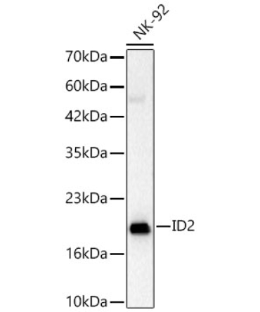 ID2 Rabbit Polyclonal Antibody