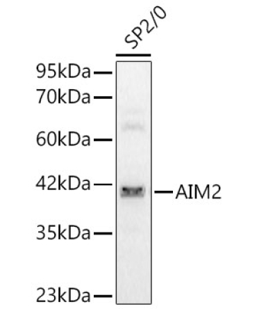 AIM2 Rabbit Polyclonal Antibody